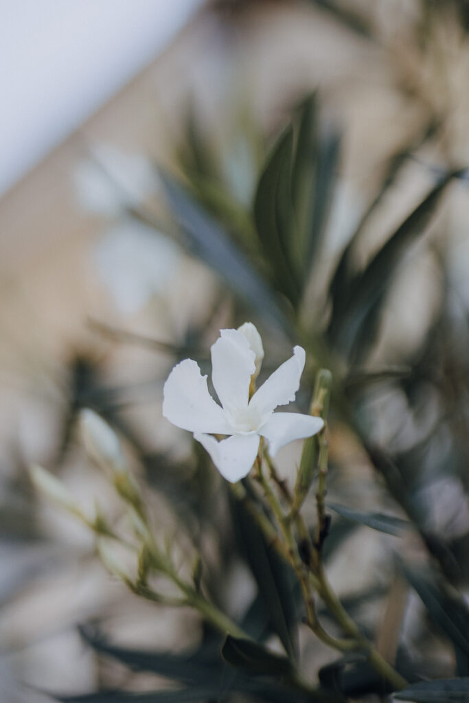 Schloss Brandis Hochzeit Schlosshochzeit Märchenhochzeit Hochzeitsfotos Hochzeitsreportage Hochzeitsfotograf Hochzeitsfotografin Heiraten Leipzig Sachsen Dresden Gohliser Schlösschen Standesamt Standesamtliche Trauung Neues Rathaus Hochzeitsauto Happy Day Brautmode EmiLy Hochzeitsdeko Cadillac