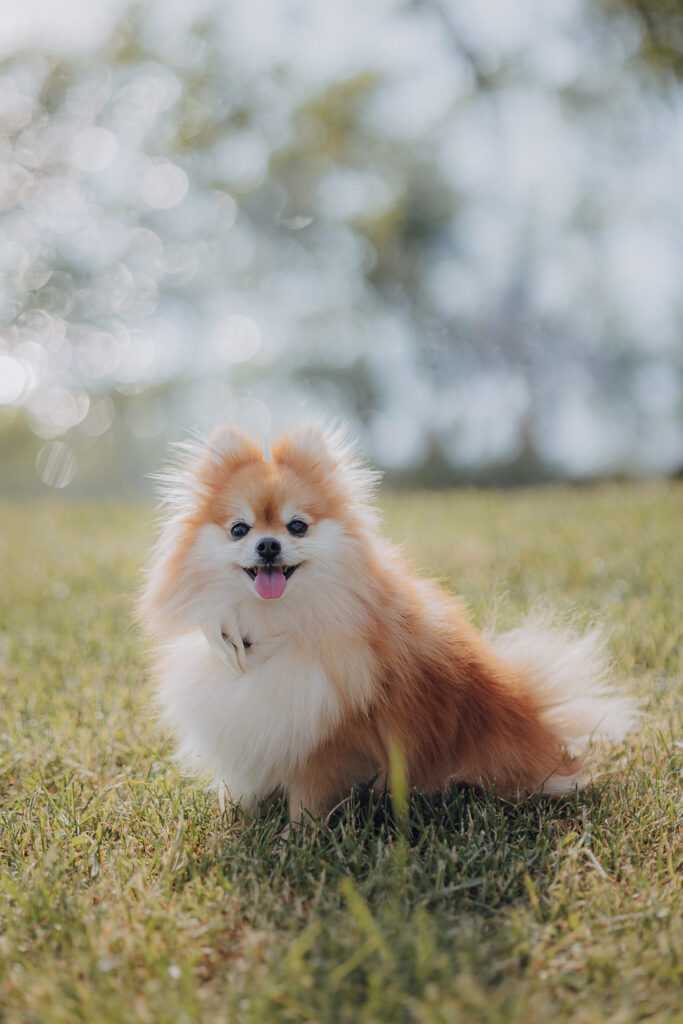 Hochzeit AmSee Am See Kulkwitzer See Leipzig Hochzeitsfotos Hochzeitsreportage Freie Trauung am Strand Strandhochzeit Beach Wedding Hochzeitsfotografin