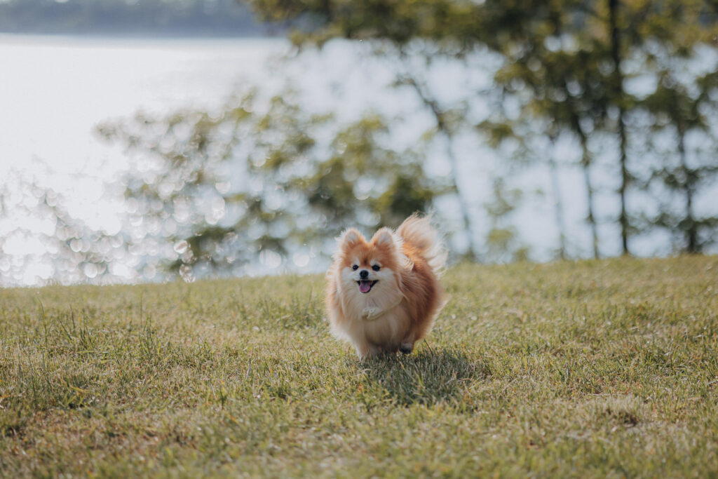 Hochzeit AmSee Am See Kulkwitzer See Leipzig Hochzeitsfotos Hochzeitsreportage Freie Trauung am Strand Strandhochzeit Beach Wedding Hochzeitsfotografin