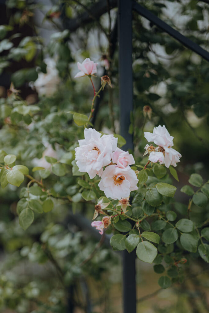 Paulinen Hof Paulinenhof Hochzeit Brandenburg Berlin Hochzeitsfotos Hochzeitsfotograf Hochzeitsfotografin Heiraten Fotograf Fotografin Kirchliche Trauung