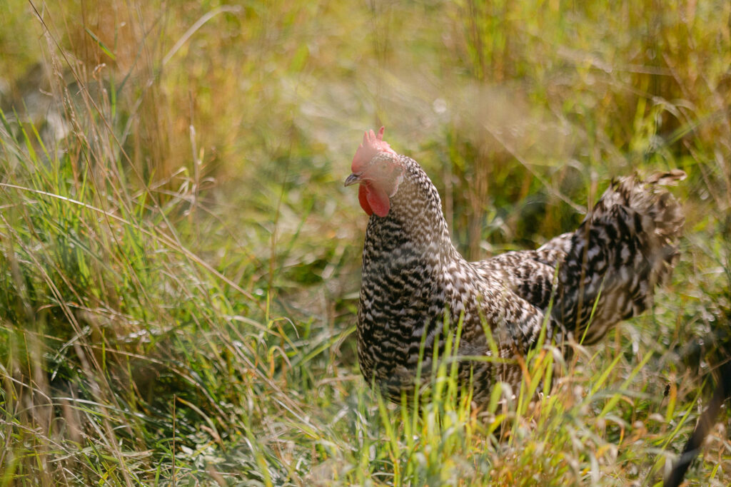 Bad Lauchstädt Standesamt Hochzeit Heiraten Sachsen-Anhalt Halle Merseburg Hochzeitsfotograf Hochzeitsfotos