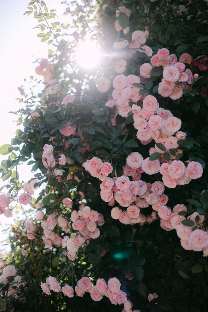 Festival Hochzeit Magdalenengut Erfurt Hochzeitsfotograf Fotograf Wedding Thüringen Fotoreportage Hochzeitsreportage
